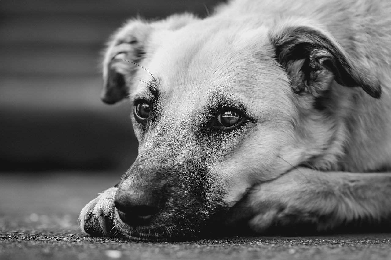 abandono animal