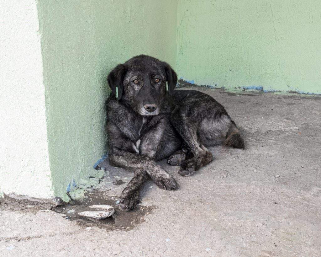 ¿Cómo denunciar el maltrato animal?