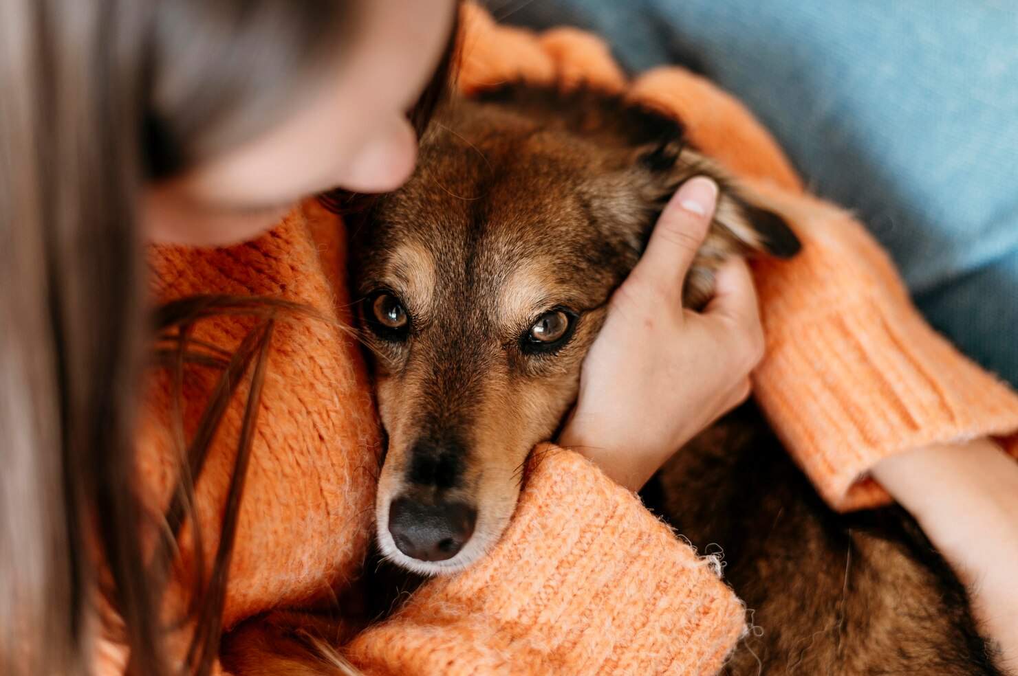 maltrato animal