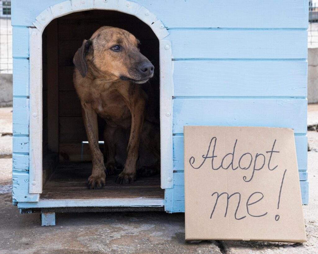 adoptar perro